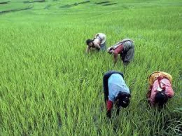 SE INVENTÓ LA AGRICULTURA.