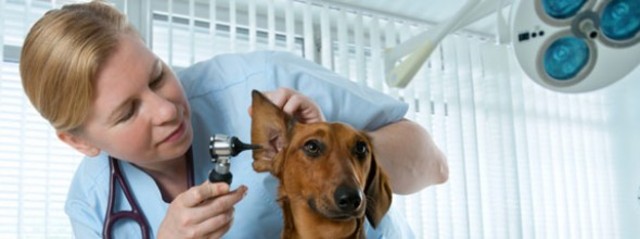 Be working at a vet clinic/ biology center