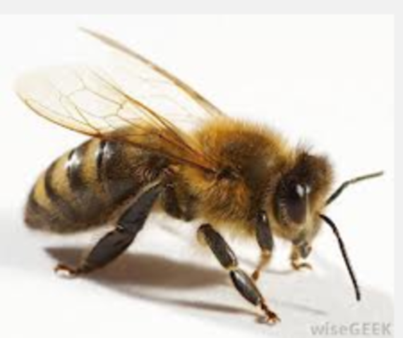 Got stung by bee; TRUST VS MISTRUST