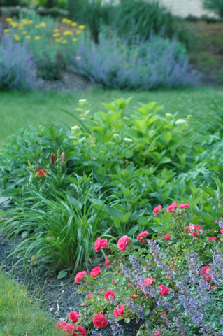 Roses, Dandelions, Lilies...