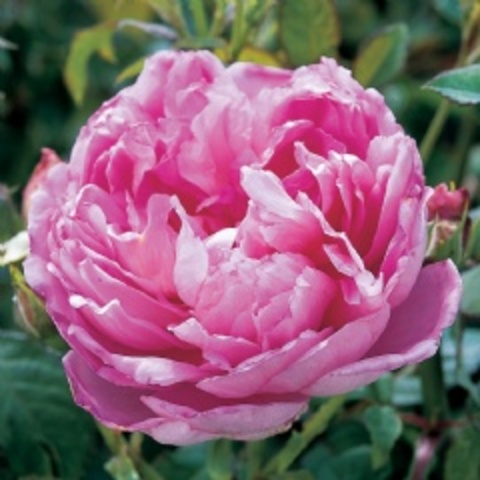 The First Hybrid Plant