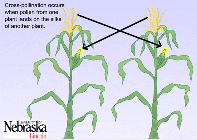 Cross Fertilization in Corn