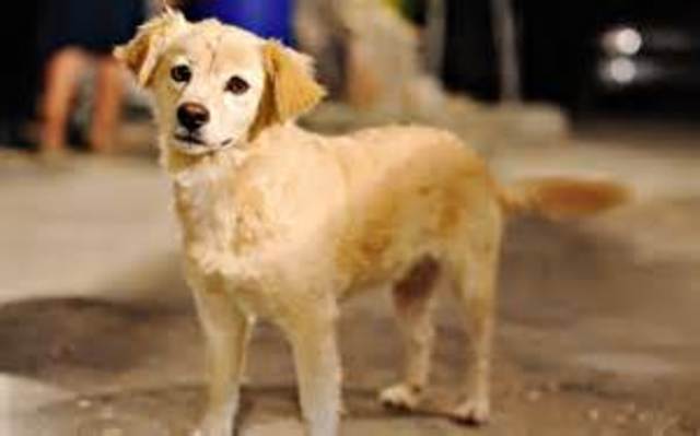 Llego mi perrita Maya