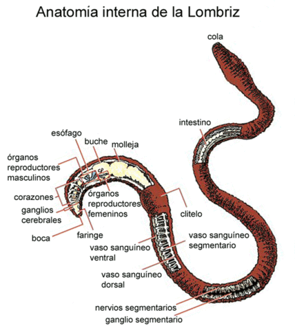 obre la influencia de las lombrices en la formación de la tierra vegetal.