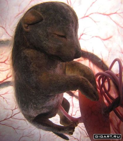 Эмбриональный или внутриутробный