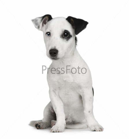 Щенячий ( до 6 мес.)