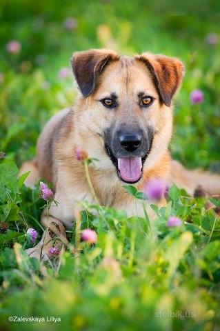 Молодая собака (от12 мес. до 2,5 лет)