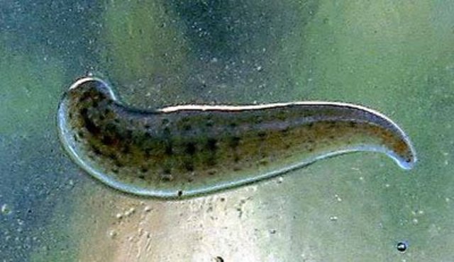 Darwin produce un descubrimiento