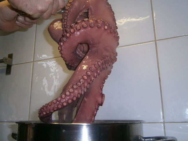 Els reis li van portar al meu pare un pop molt gran.