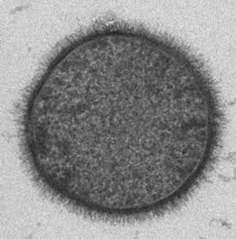 (3 MILLONES DE AÑOS A.C. –1676) Hombre inicia inconscientemente su relación eterna con los microorganismos