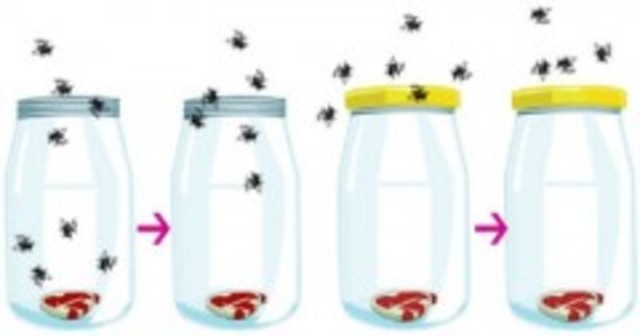 Se pone a prueba la Generación Espontánea