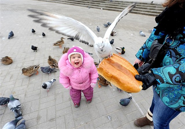 Feeding Birds