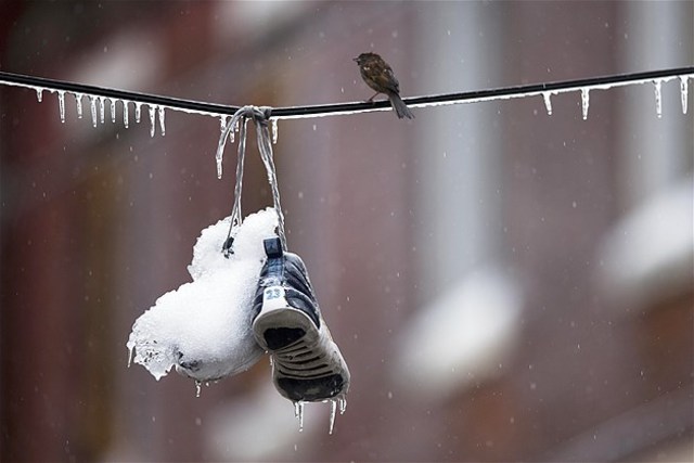 Frozen Bird