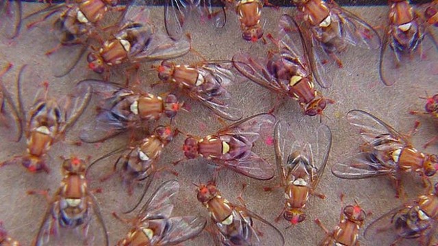 First animals in space were: Fruit Flies!