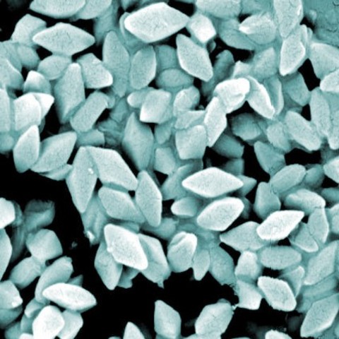 Descubrimiento de las endoesporas