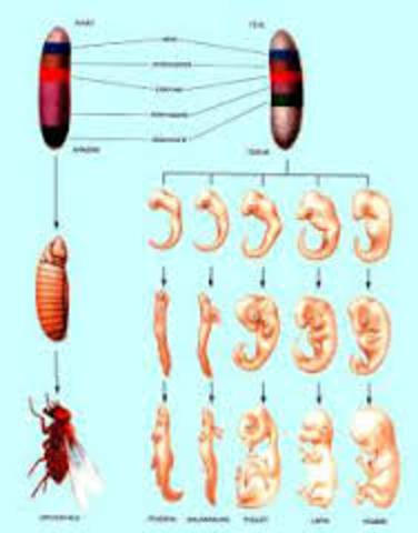Principios fundamentales del Neodarwinismo