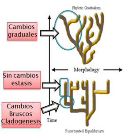 Teoria del equilibrio puntado.