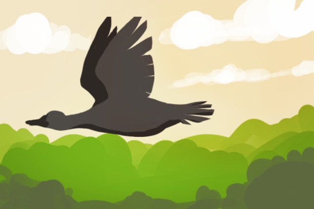 Where the duck flies (Symbol)