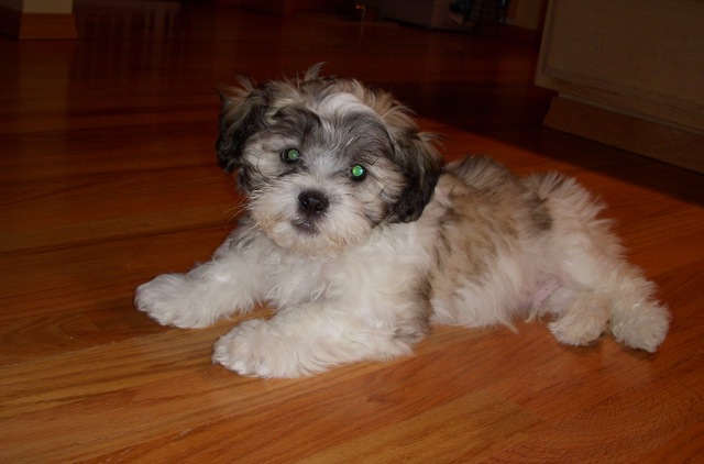 Got My Dog Mollie Lou