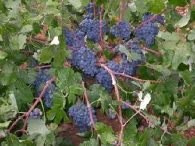 La naturaleza empieza a desaparecer.