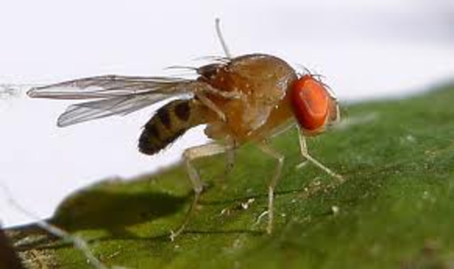 Fruit Flies