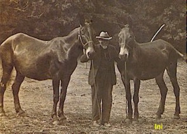 Marching with a mule load