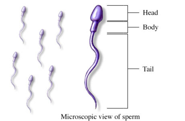 Spermatoza