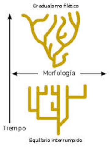 Equlibrio puntuado-Niles Eldredge y  Stephen Jay Gould