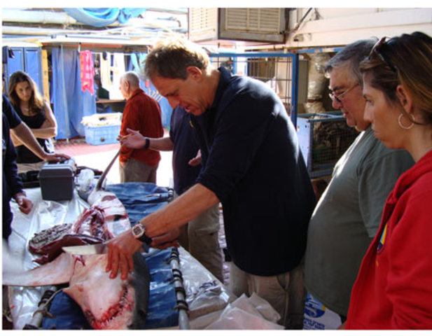 כרישי עמלץ כחול נלכדו ברשת דייגים לא בררנית