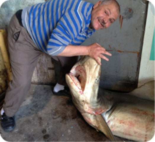 כריש נתפס ברשת של דייג ביפו. "הכריש תפס את תשומת לב כל הנוכחים והפך למוצג צילום לכל העוברים בנמל בשעות הבוקר."