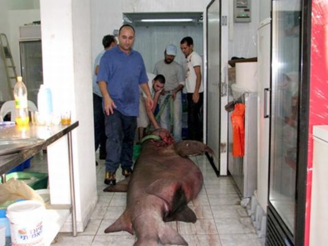 גופתו של כריש ענק באורך חמישה מטרים ובמשקל 1.5 טון הובלה בתהלוכה חגיגית בכפר יאסיף