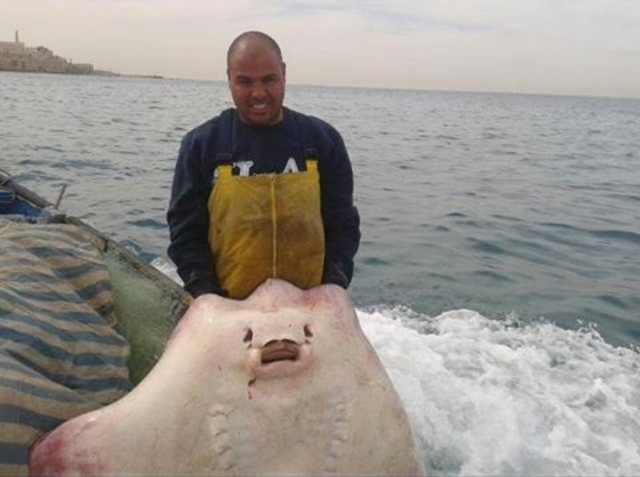 כריש מוגן ניצוד ביפו