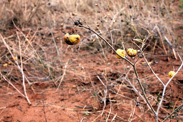 crop falieres affect both Lower and Upper canada farmers.