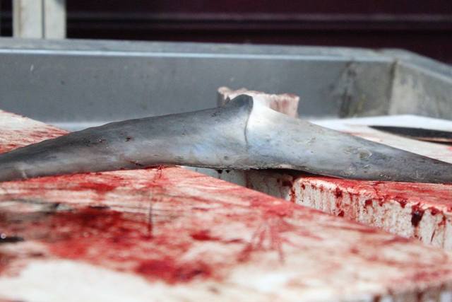 עכו. כנראה שכריש הוא "מצרך" מבוקש בעכו אם זה מה שנשאר ממנו.