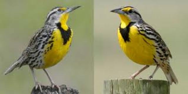 Western Meadowlark