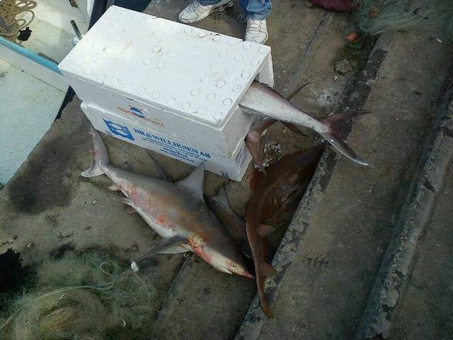 תמונה מיפו.