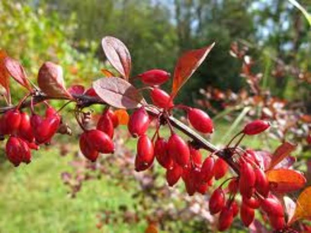 Bearberry Berry