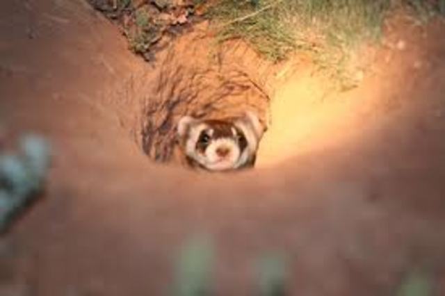 went out for sepical event