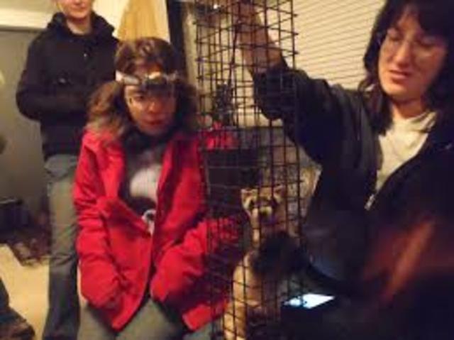 my first time spotlighting for ferrets