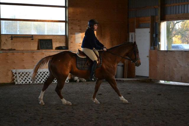 Getting my Horse Riley