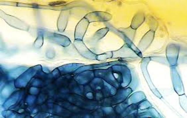 Ecologia molecular microbiana