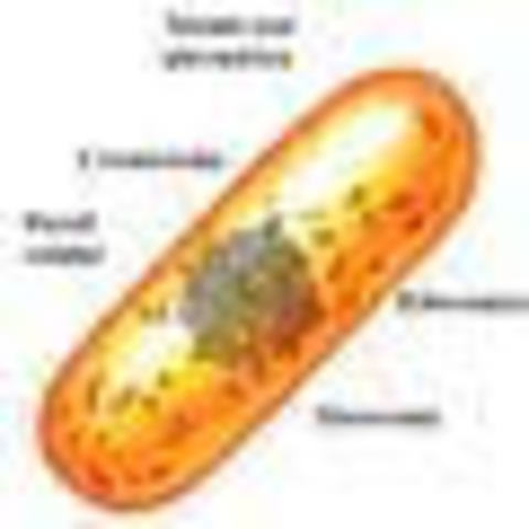 Aislamiento del primer procariote