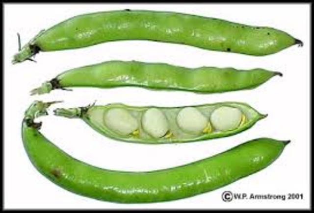 Cultivation of legumes