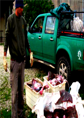 "חצי טון כרישים וחתולי ים שניצודו בחדרה נתפסו במעבר עזה"