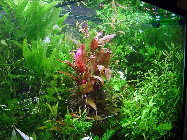 Desarrollo para la creacin de la vida