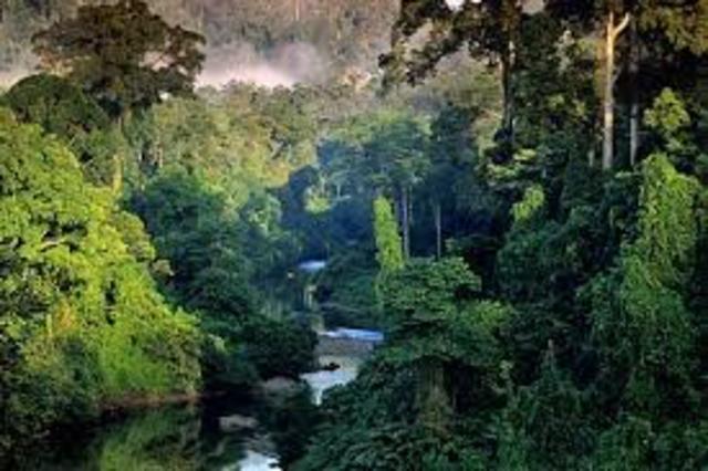 Selva de borneo