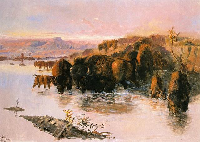 Buffalo Crossing