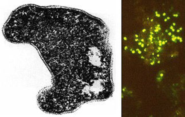 Bacterias que crecen en geisers