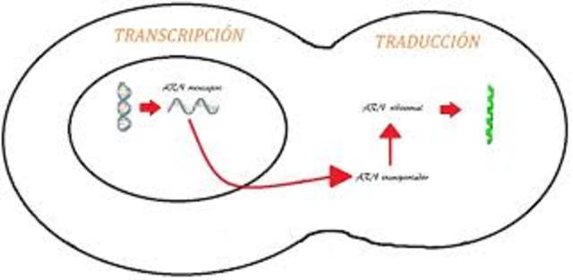 El ARNm y ribosomas como sintetizadores de proteinas