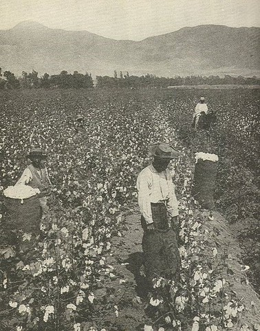 U.S. Cotton Industry